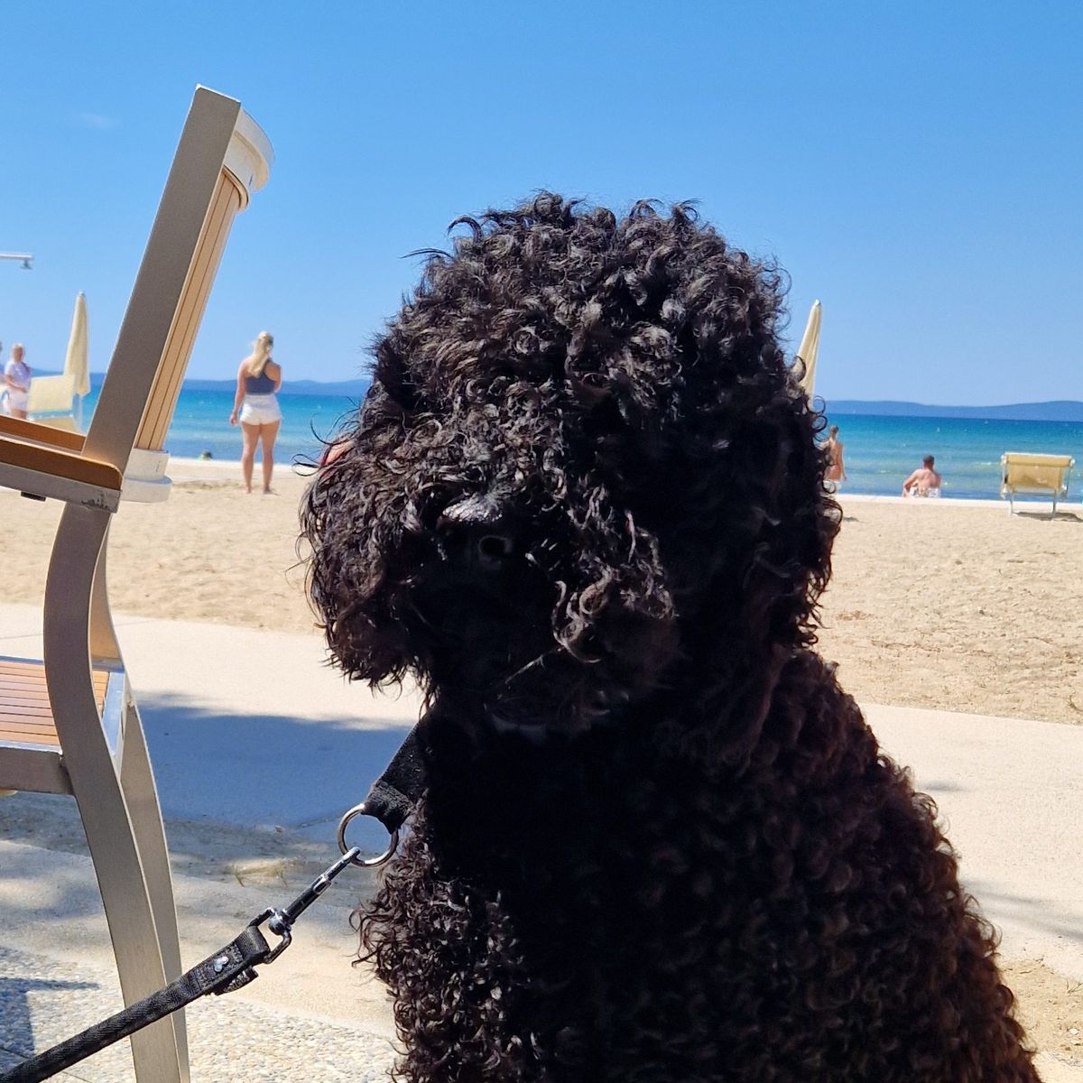 Barbet sitting in the shade on a sandy beach by the sea