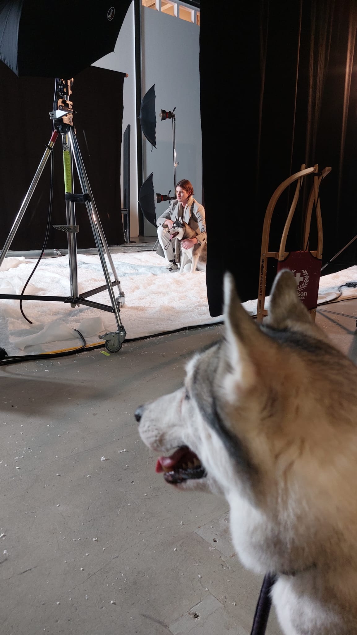 Joya & Kona: Siberian Husky im Profil in einem Fotostudio, dahinter Kamerastativ, Kunstschnee und Schlitten