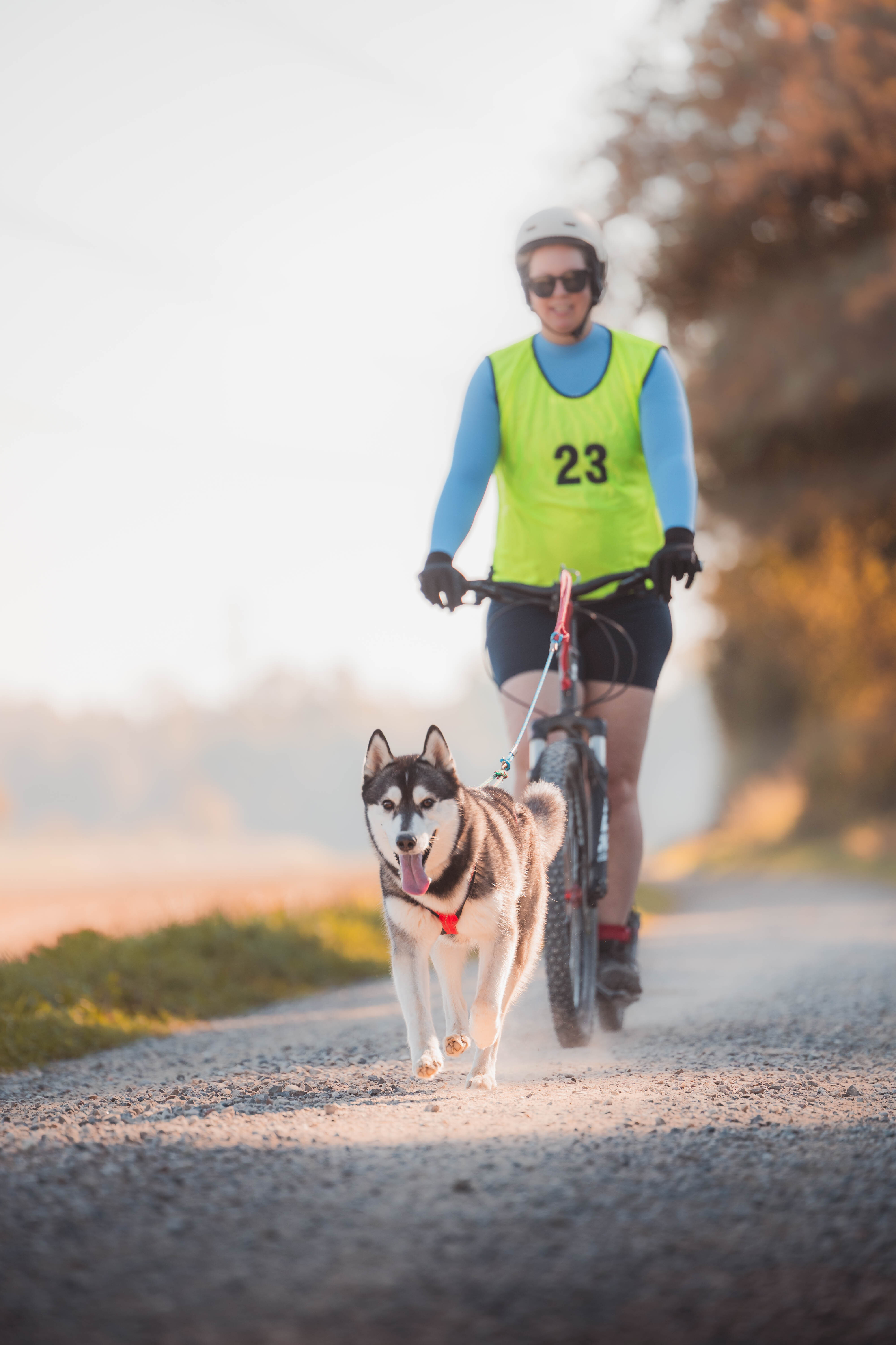 Radfahrer mit Helm und gelber Startweste wird auf einem Kiesweg von einem Siberian Husky im roten Geschirr gezogen