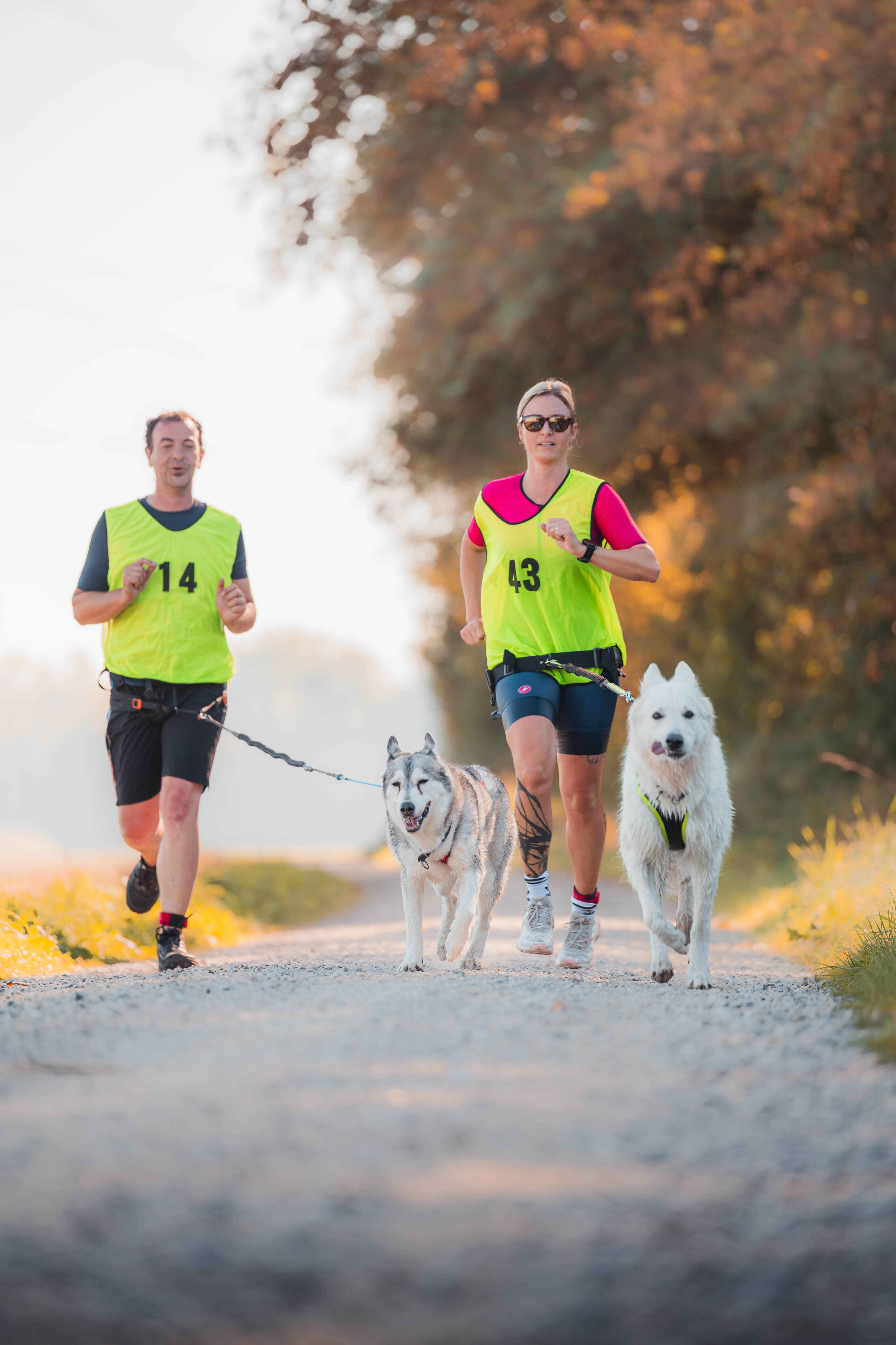 Zwei Läufer in gelben Startwesten joggen mit einem grau-weissen und einem weissen Siberian Husky auf einem Kiesweg