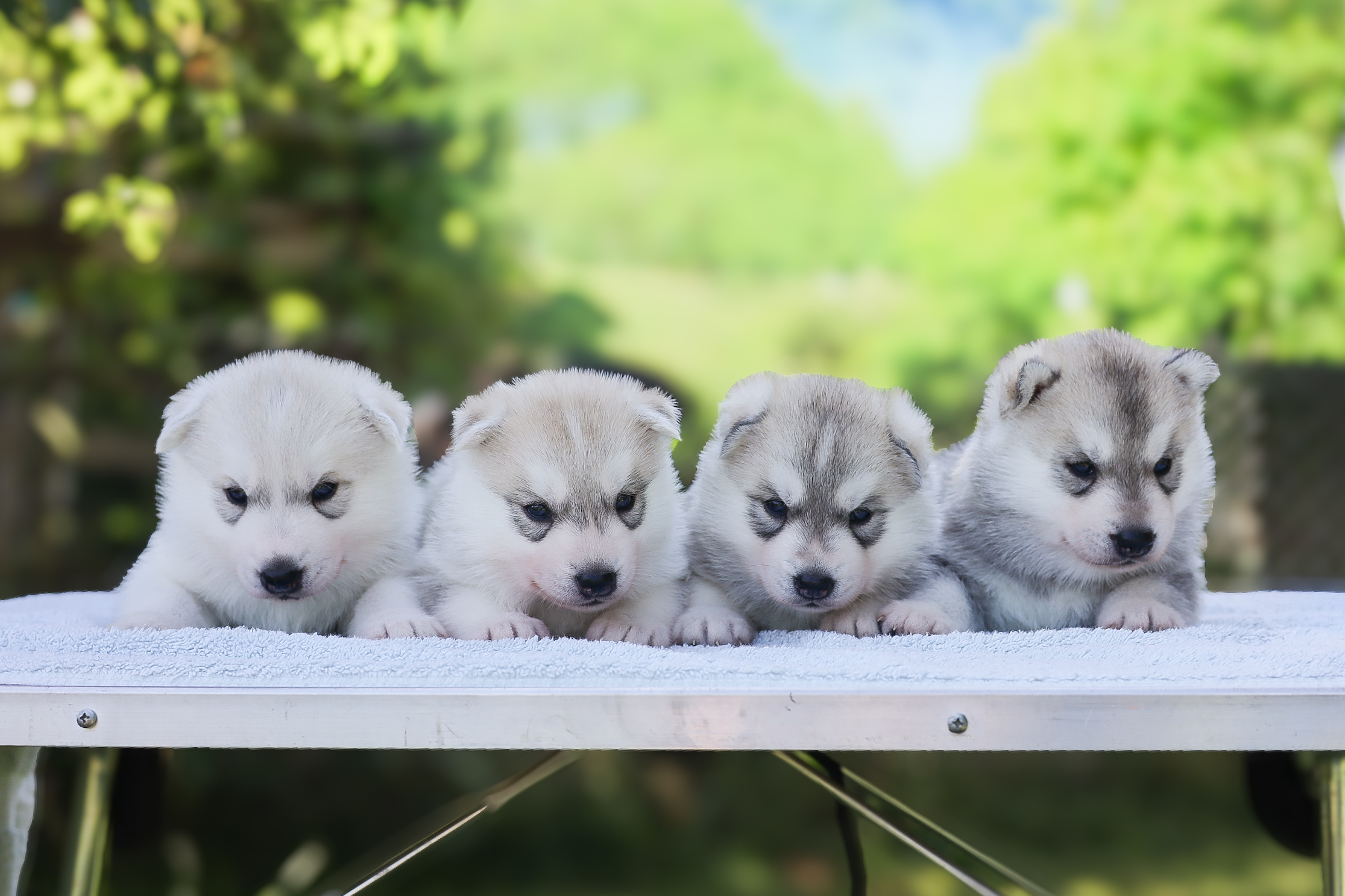 Vier junge Siberian-Husky-Welpen liegen nebeneinander auf einem Tuch im Garten