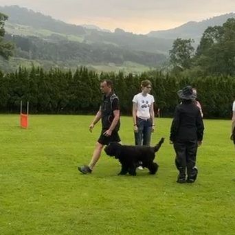 Barbet Levi bei einer Prüfung auf der Wiese