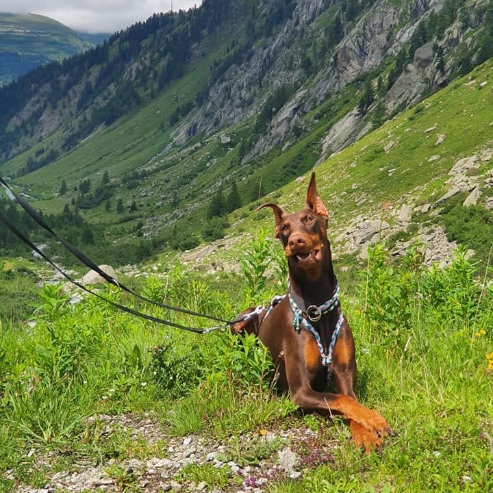 Dobermann mit kupierten Ohren liegt in einer Bergwiese