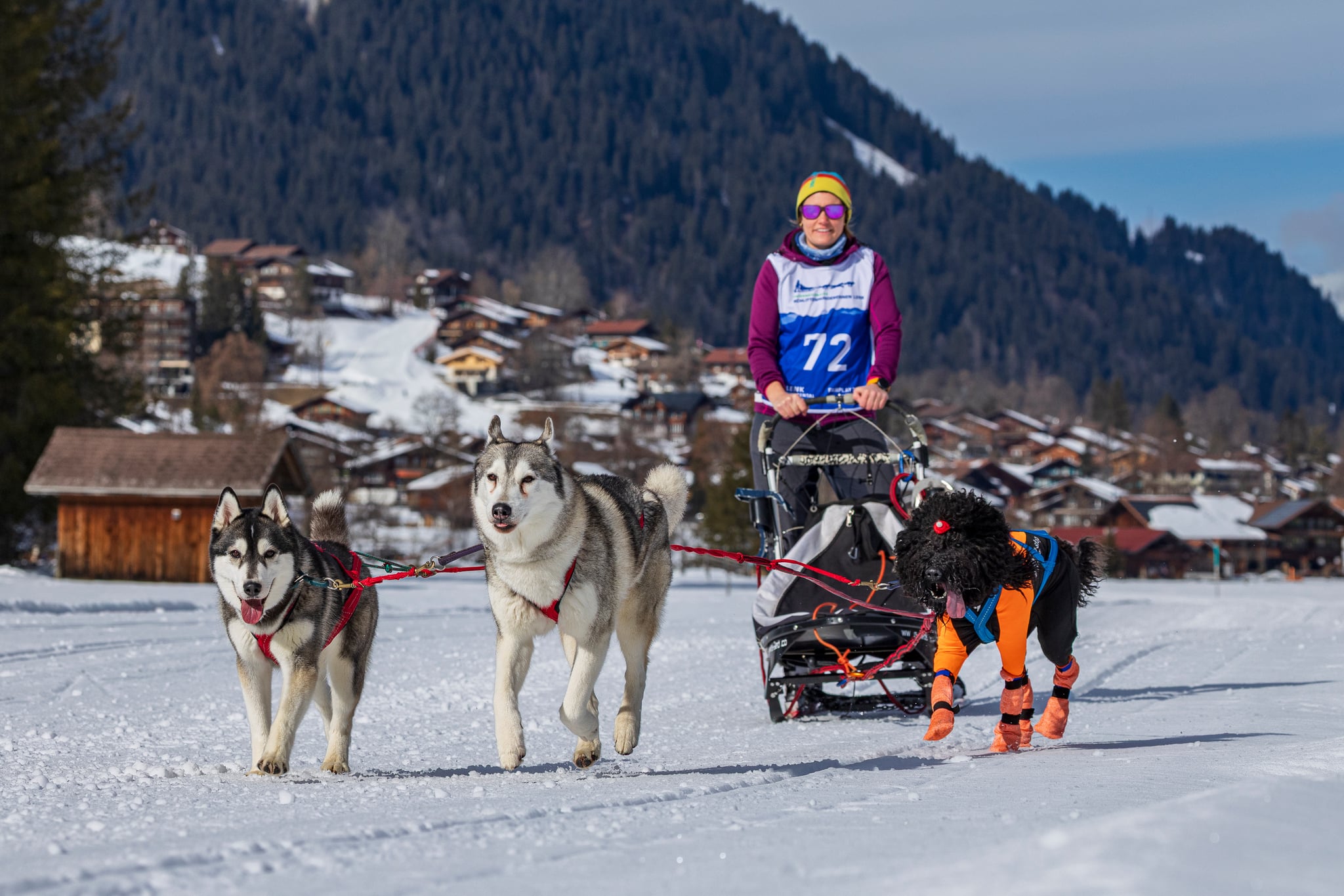 Schlittenhunderennen Lenk: Joya, Kona und Levi ziehen einen Schlitten durch den Schnee vor einem Bergdorf
