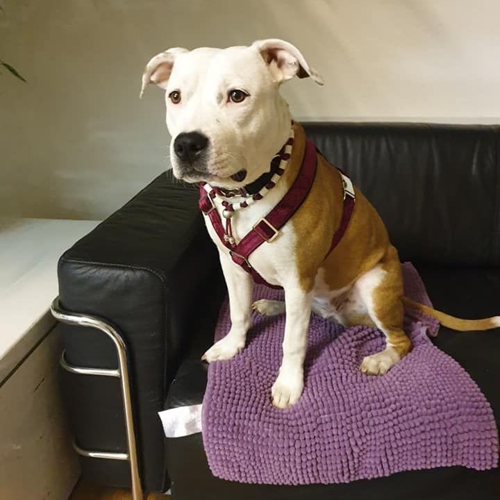 Weiss-brauner Hund vom Typ Staffordshire sitzt auf einem Sofa