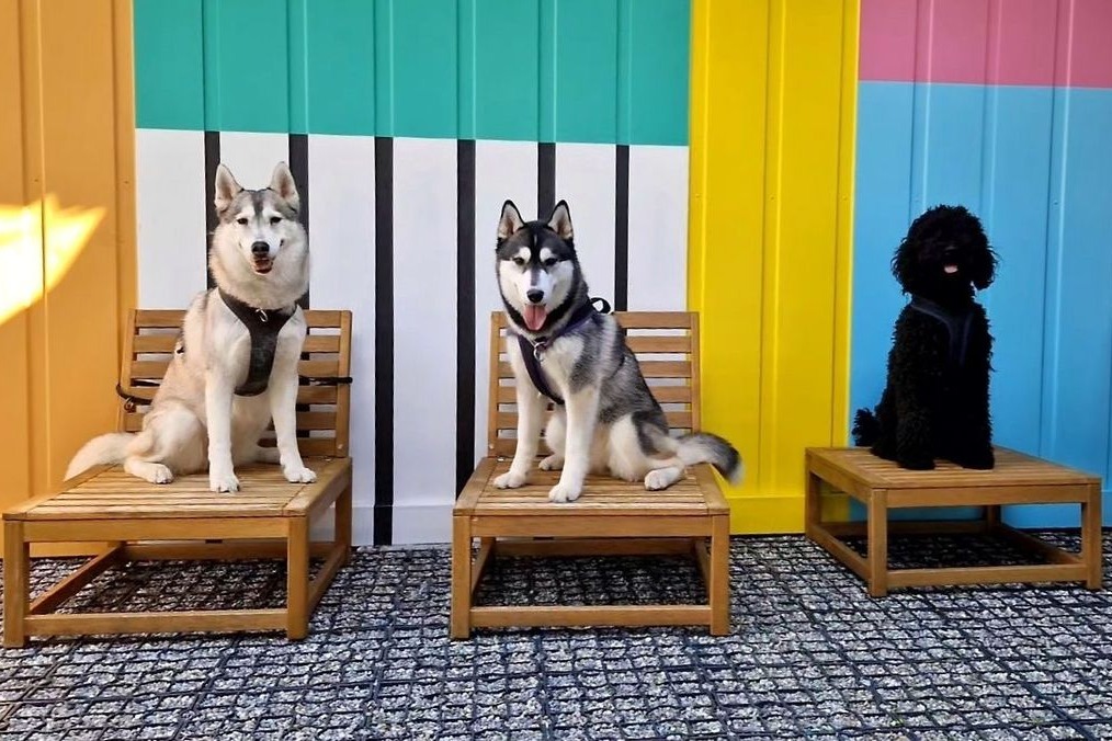 Zwei Siberian Huskys und ein Barbet sitzen nebeneinander auf Holzliegen