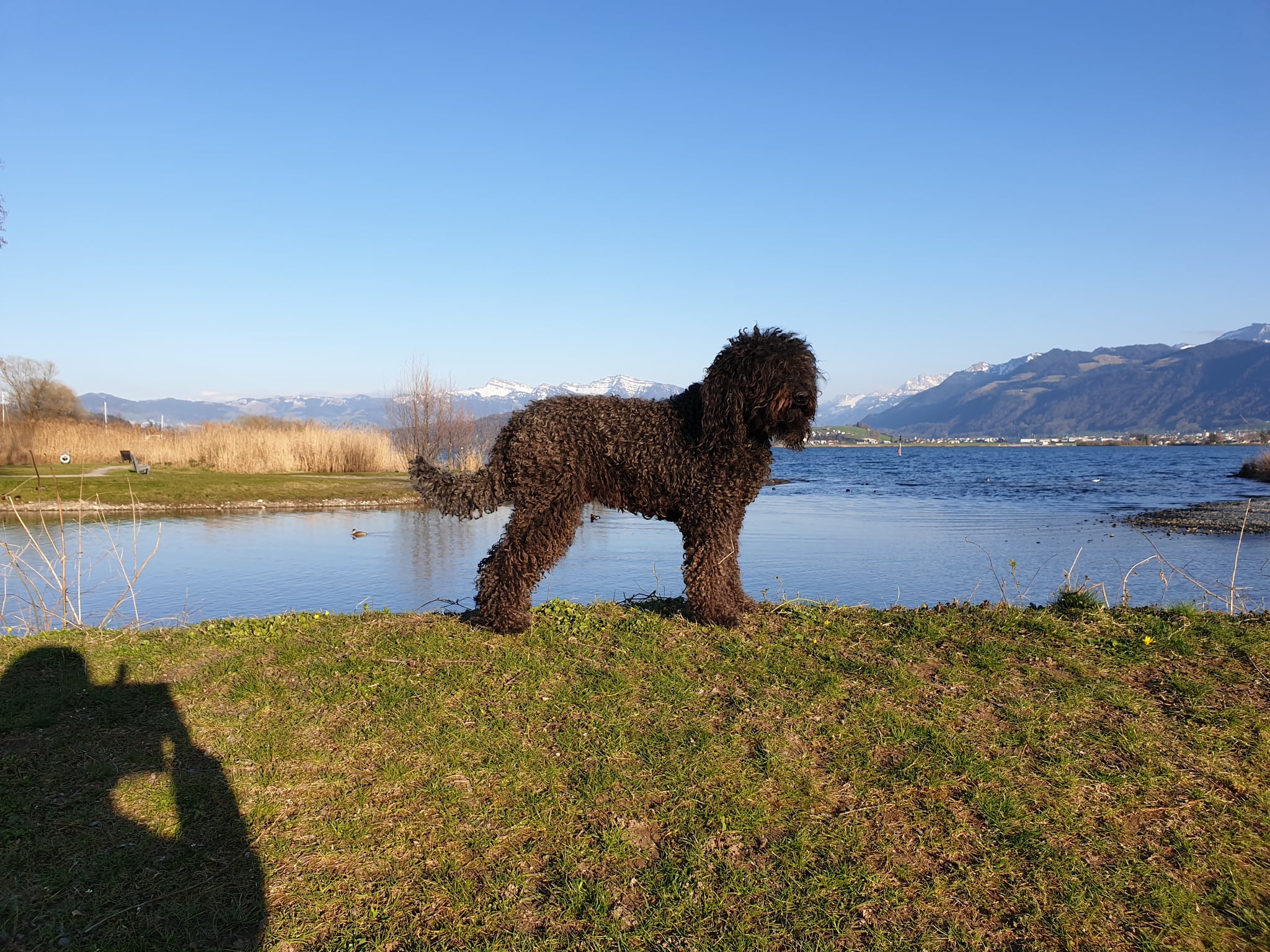 Bowen: Dunkelbrauner Barbet steht im Profil auf einer Uferwiese an einem See, dahinter Berge