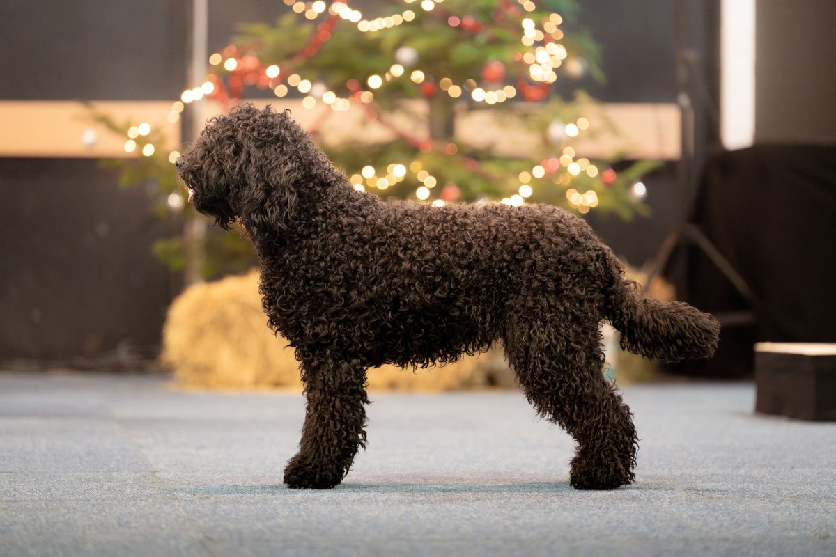 Barbet im Ausstellungsstand vor einem geschmückten Weihnachtsbaum an einer Winterausstellung
