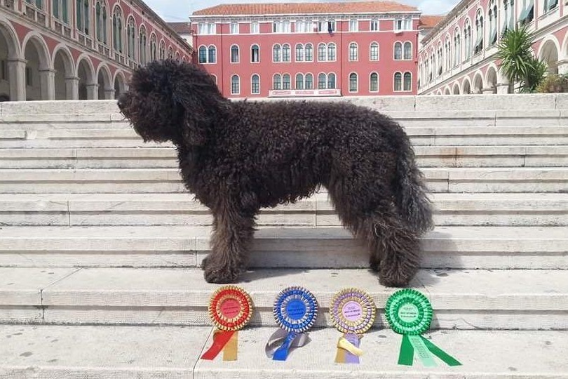 Barbet auf einer Freitreppe mit vier Ausstellungsschleifen
