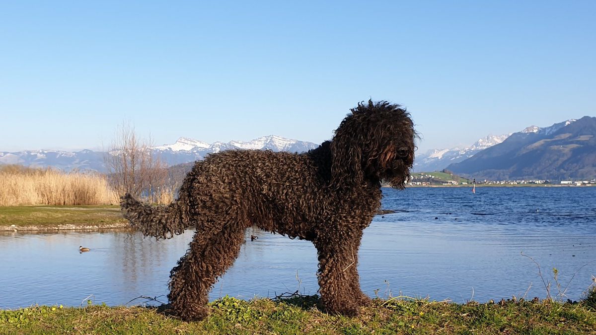 Brauner Barbet steht am Seeufer vor schneebedeckten Schweizer Bergen