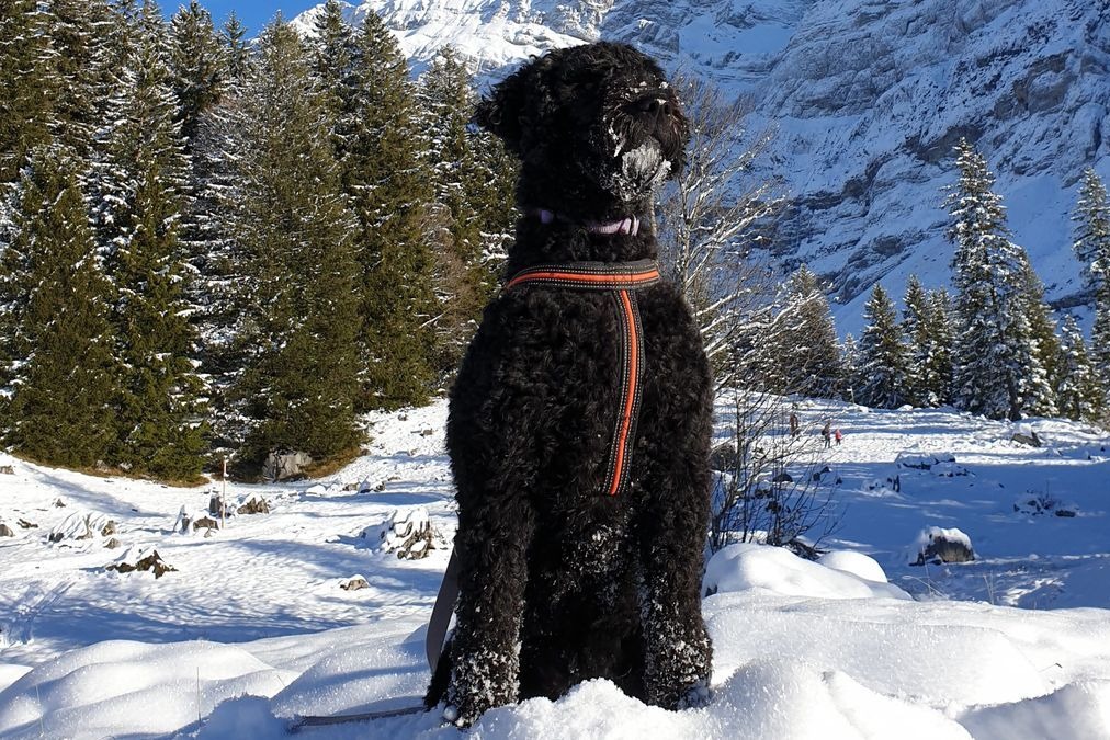 Schwarzer Barbet mit Geschirr sitzt im Schnee vor verschneiten Bergen
