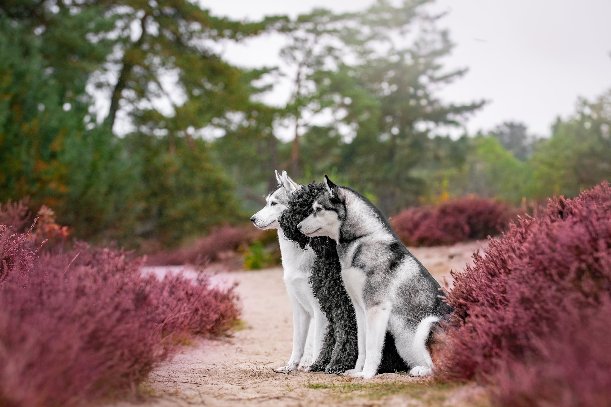 Barbet und zwei Siberian Huskys am Meer