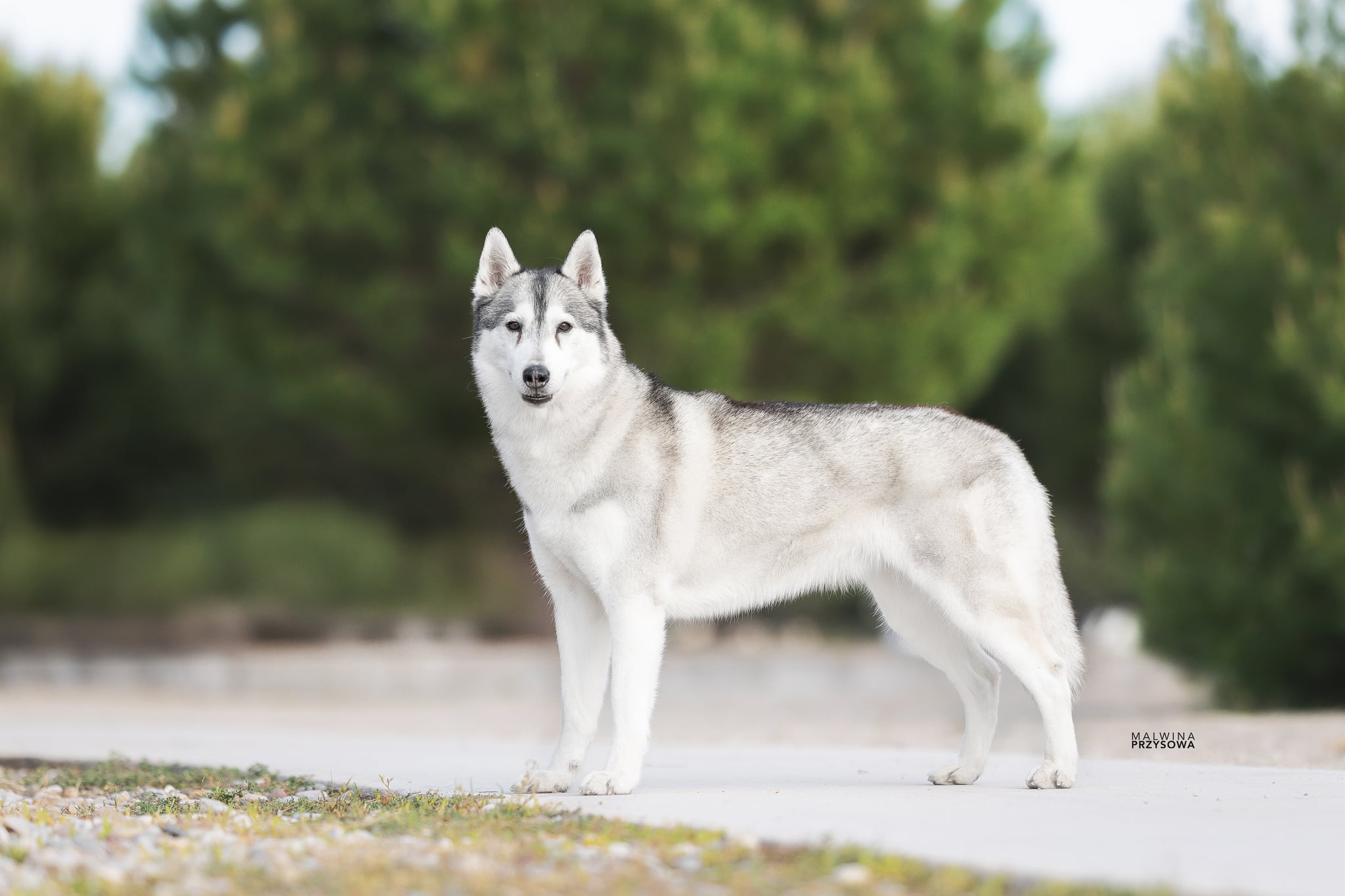 Grau-weisser Siberian Husky steht im Profil