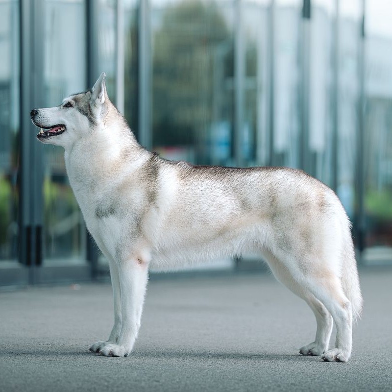 Grau-weisser Siberian Husky steht im Profil