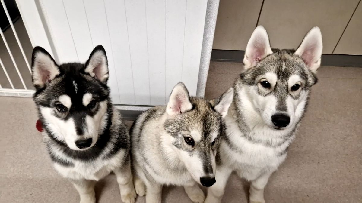 Three Husky puppies in the extended socialization phase looking at the camera