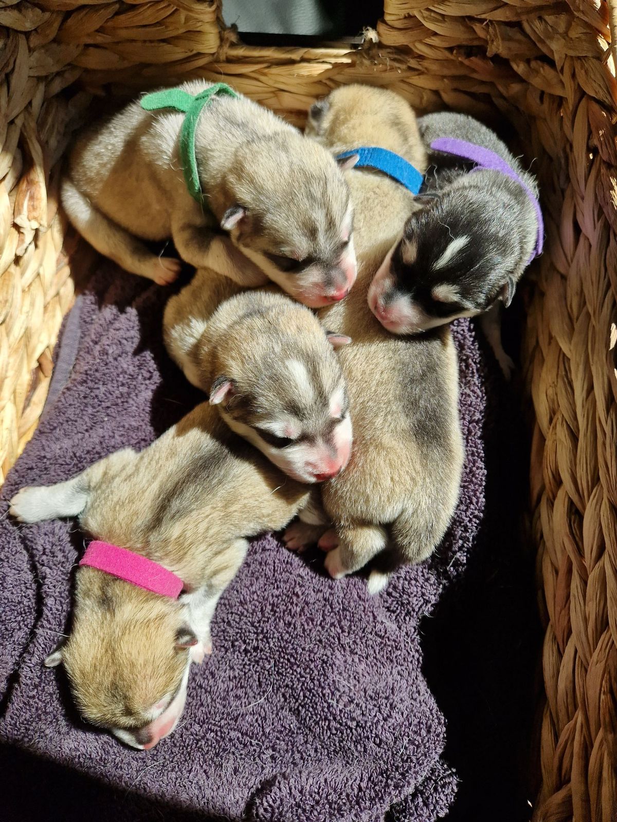 Newborn Husky puppies with coloured collar bands lying in the whelping basket
