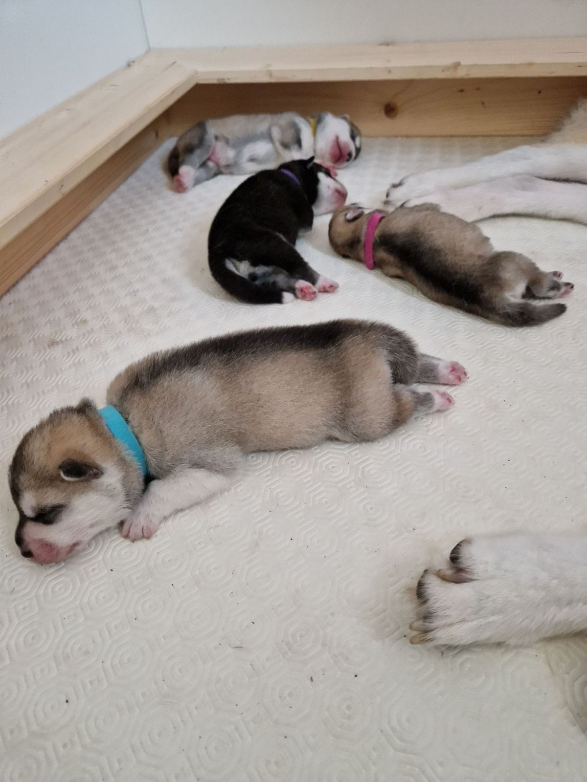 Newborn puppies sleeping close to their mother in the whelping box
