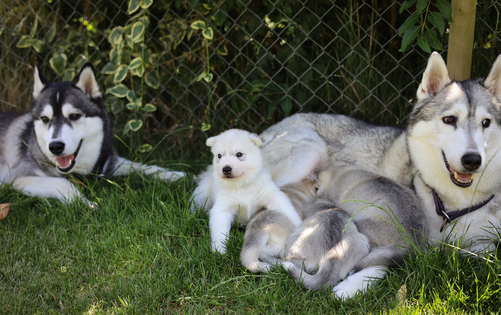 U-litter puppies with Kona and Joya