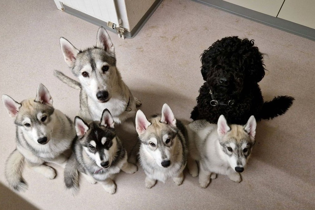 Four young Siberian Huskies and a Barbet sitting side by side indoors