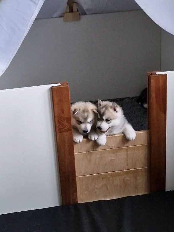Two Husky puppies peering curiously over the edge of the whelping box