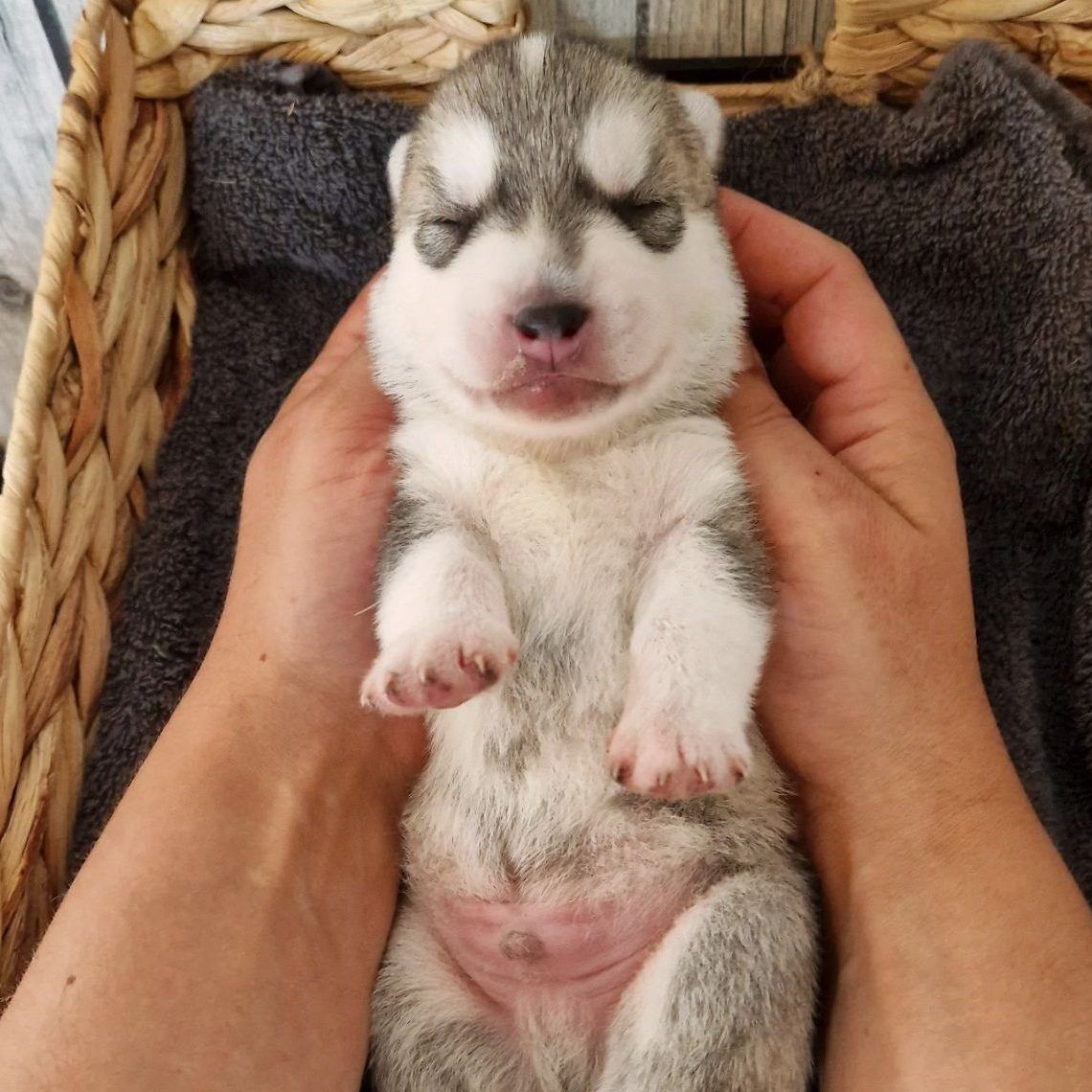 Que Viva el Amado Rey of Joiel’s Palace als neugeborener Husky-Welpe aus dem Q-Wurf 2023 in zwei Händen