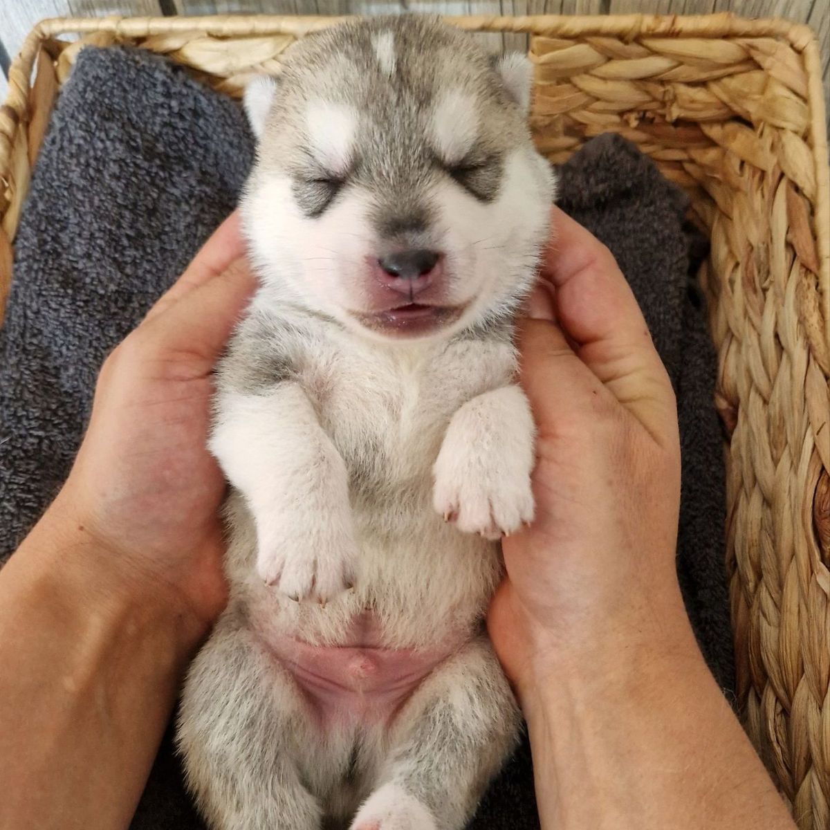 Que Viva el Baron Victor of Joiel’s Palace als neugeborener Husky-Welpe aus dem Q-Wurf 2023 in zwei Händen