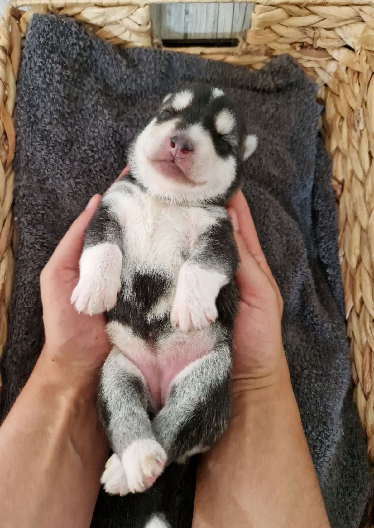 Que Viva la Linda Joya of Joiel’s Palace als neugeborener schwarz-weisser Husky-Welpe in zwei Händen