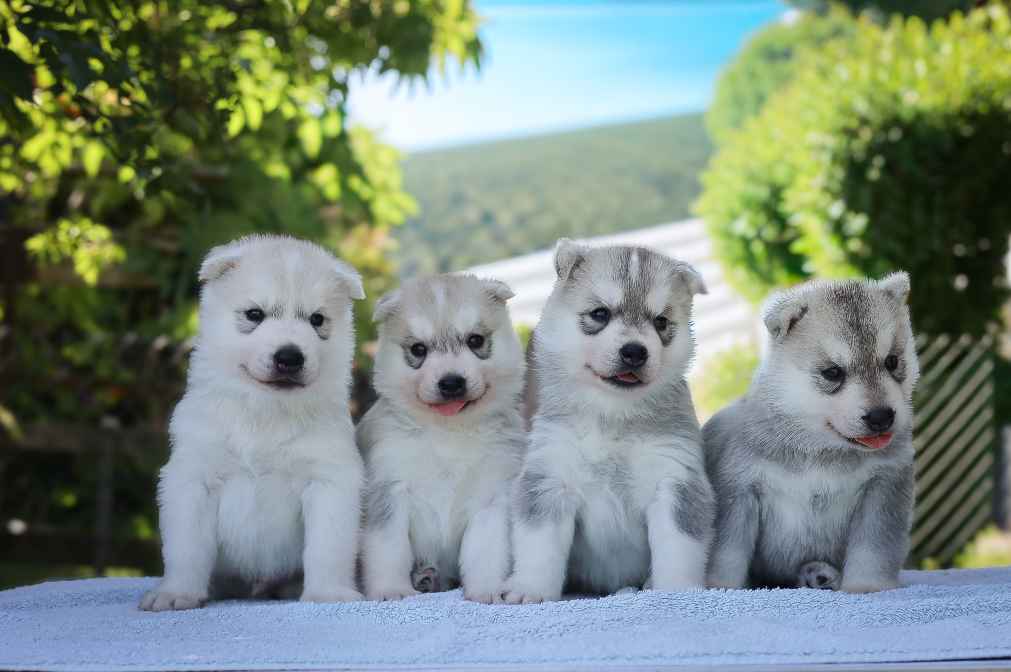 Alle U-Wurf-Welpen: Vier Siberian-Husky-Welpen sitzen nebeneinander auf einer hellen Unterlage im Garten