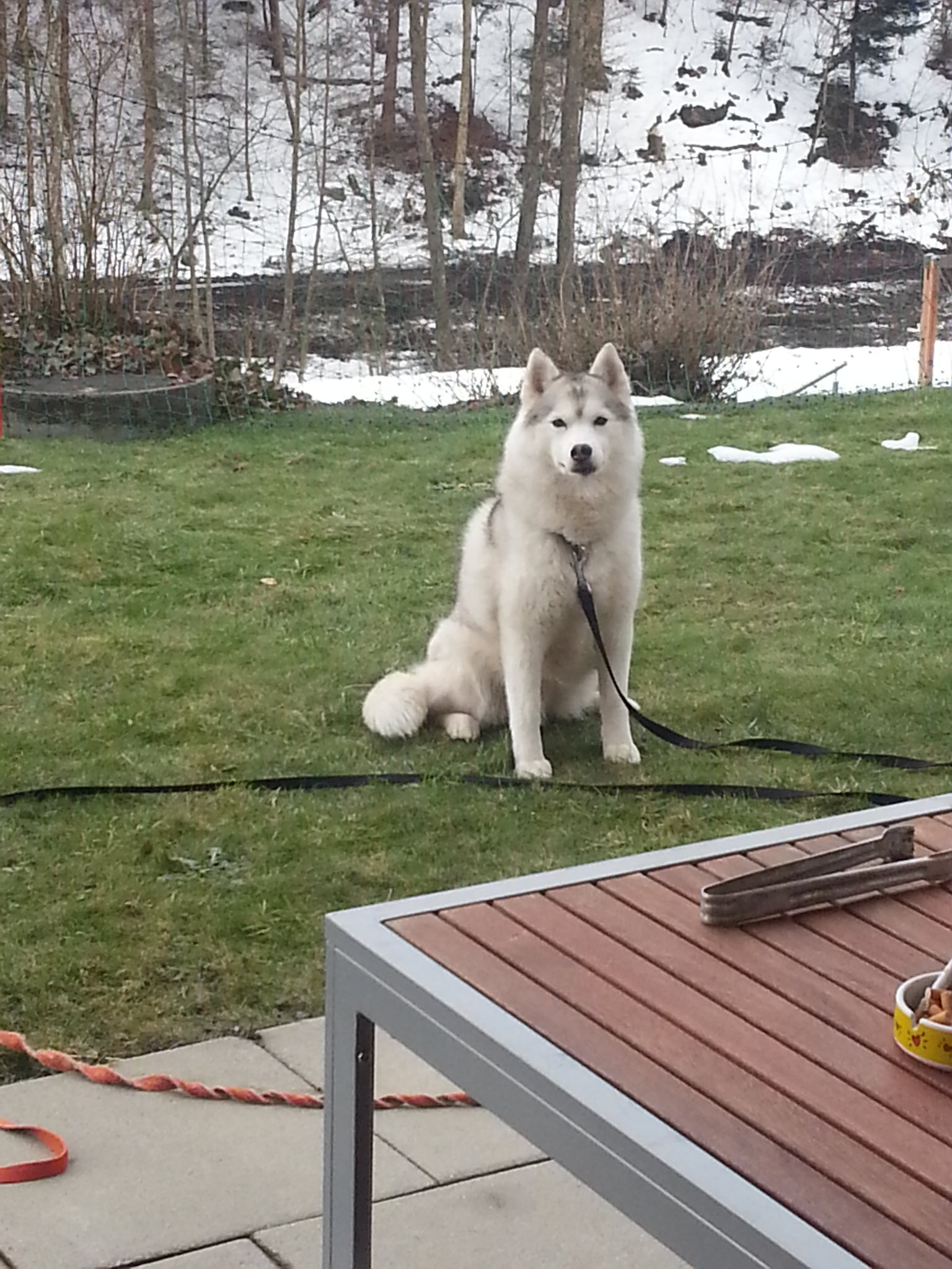 Siberian Husky female sitting on the lawn on a lead, a snow-covered slope behind her
