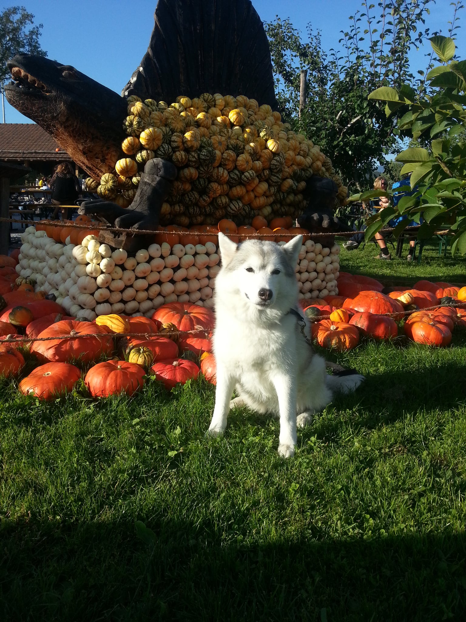 Siberian Husky female sitting in the grass in front of a large pumpkin display