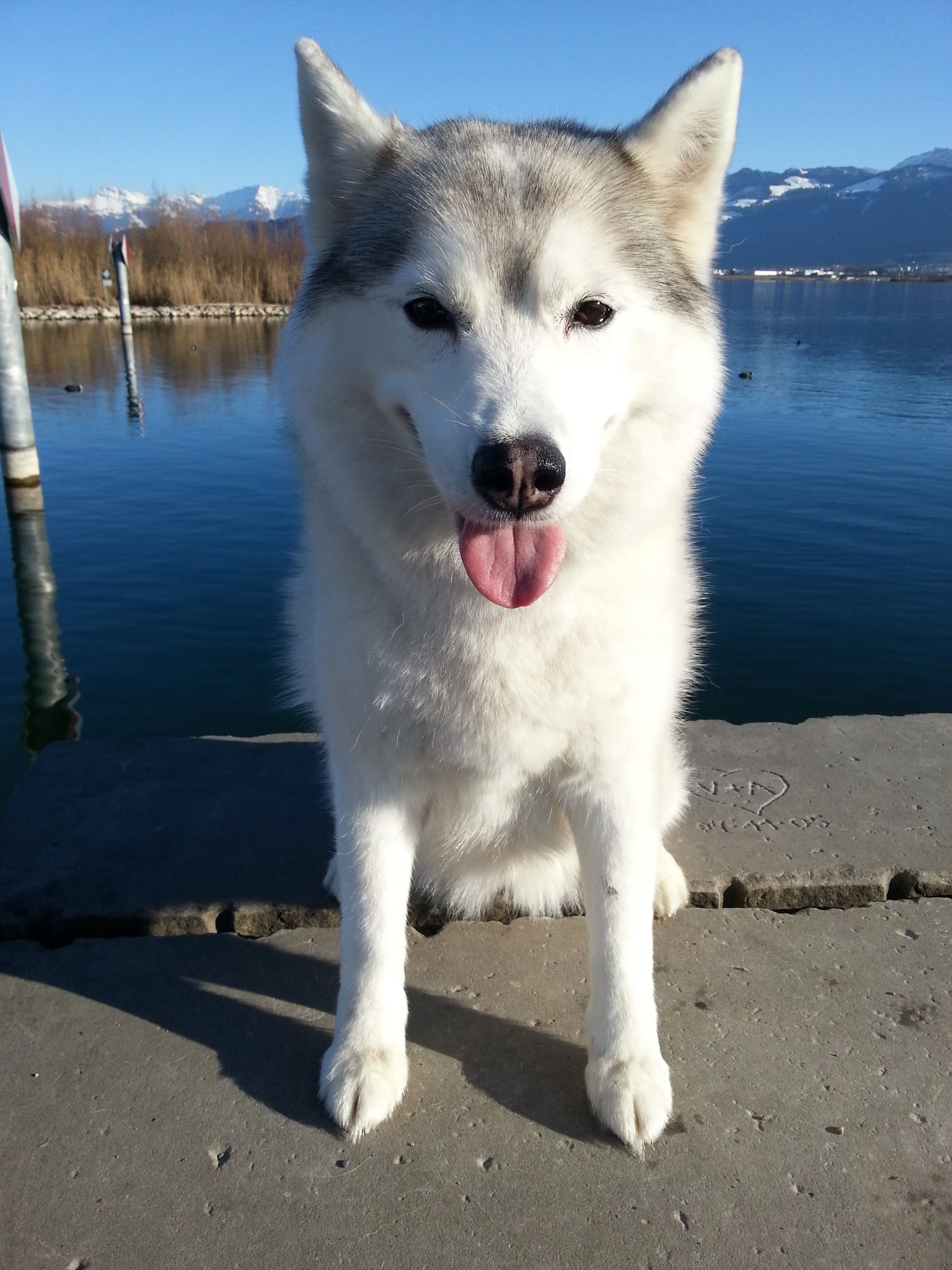 Siberian Husky female standing by a lake with her tongue out, snow-covered mountains behind