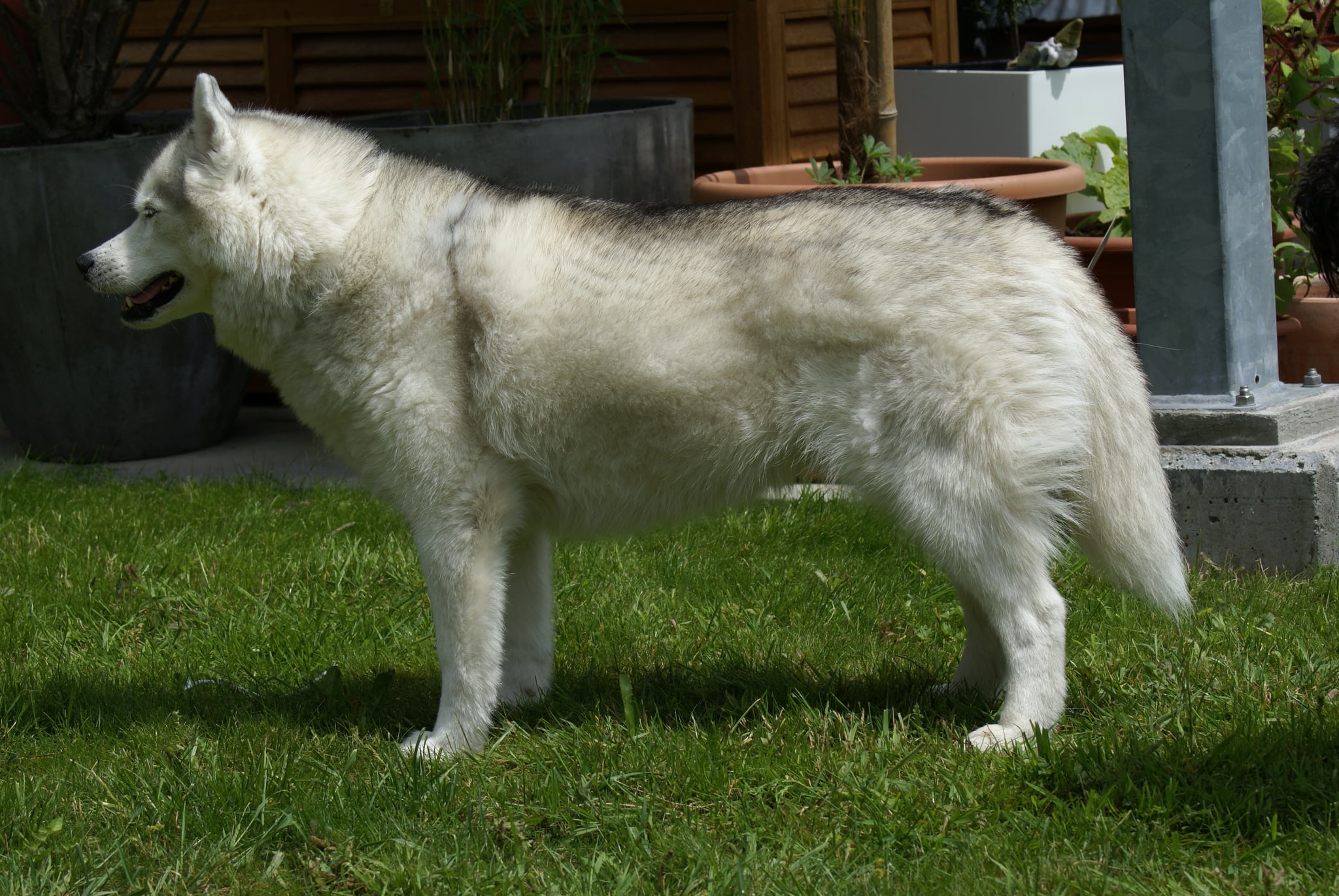 Siberian Husky female standing in profile on the lawn in front of garden planters