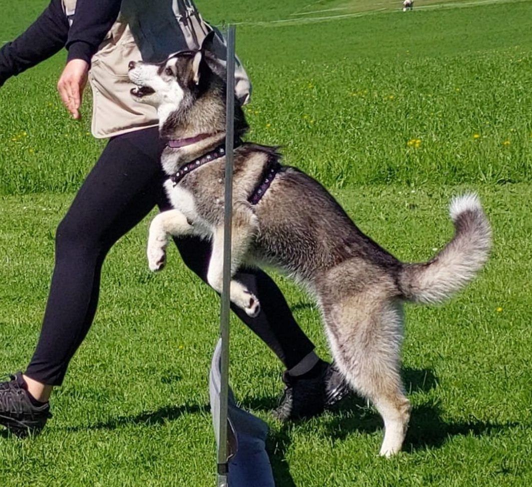 Siberian Husky arbeitet beim Gehorsamstraining eng an der Hundeführerin