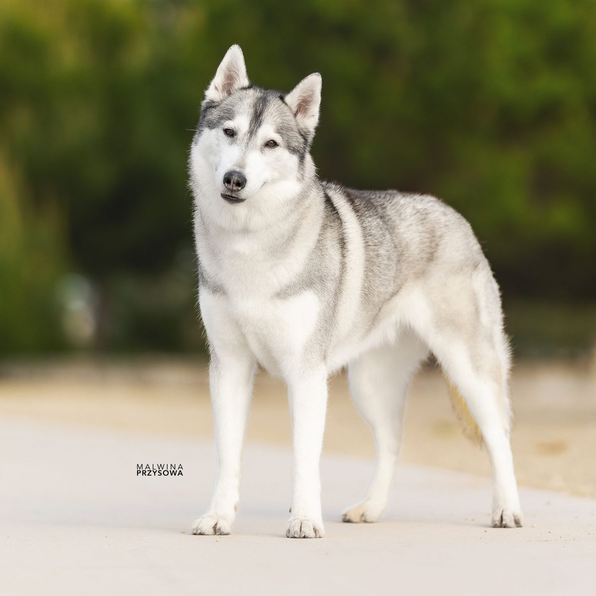 Grau-weisse Siberian-Husky-Hündin steht aufmerksam vor grünen Bäumen