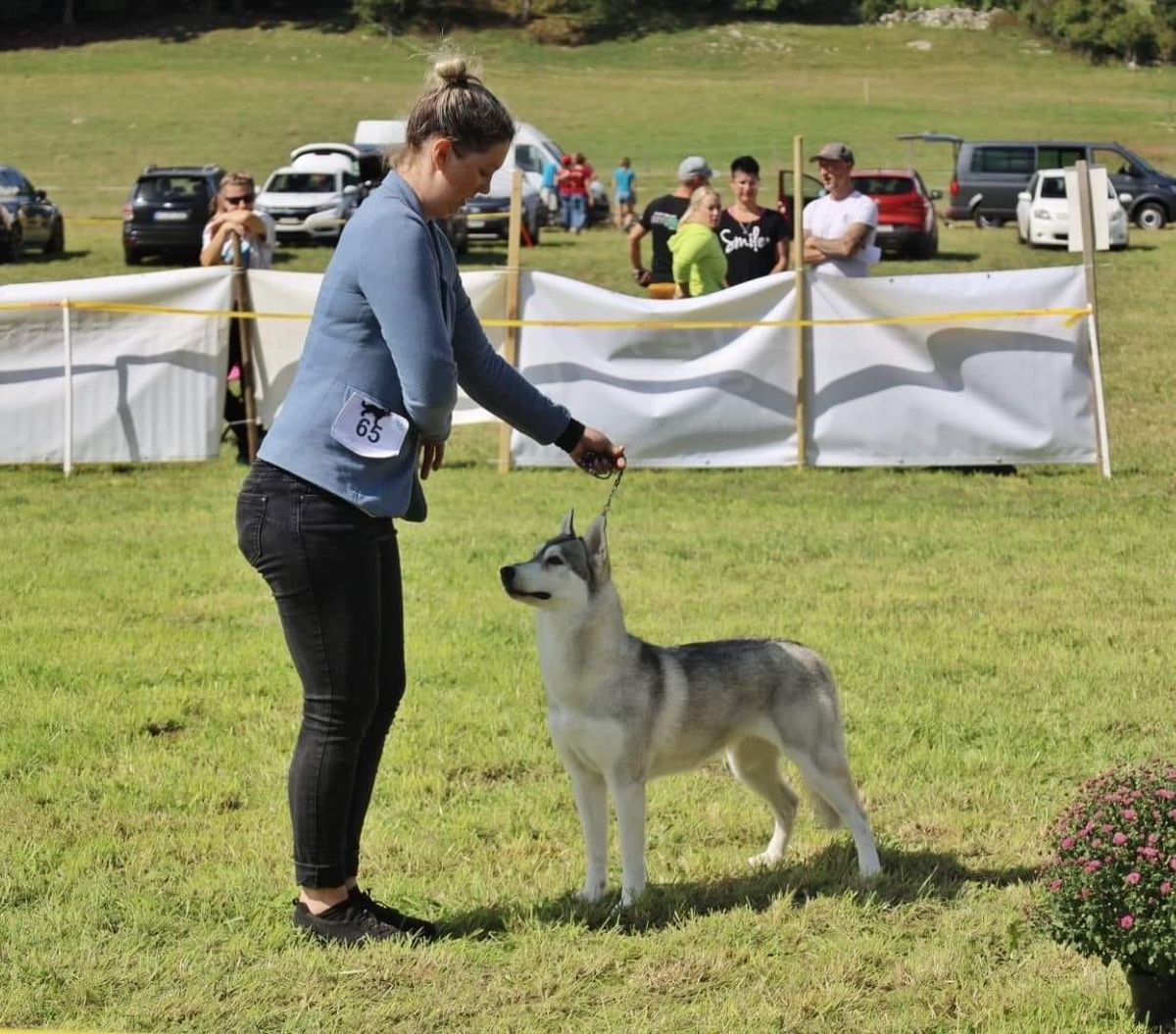 Siberian Husky wird an einer Ausstellung auf der Wiese im Stand gezeigt