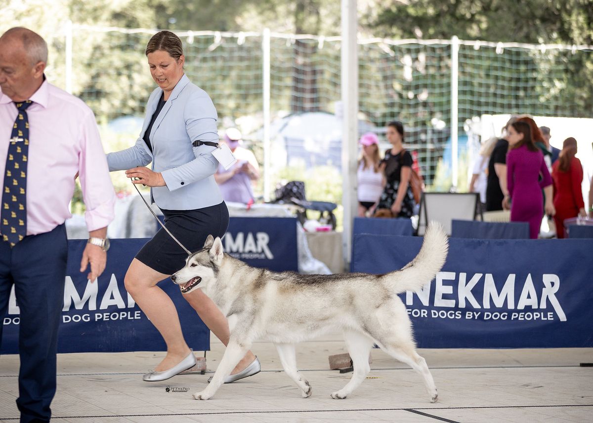 Siberian Husky wird im Ausstellungsring vor dem Richter vorgetrabt