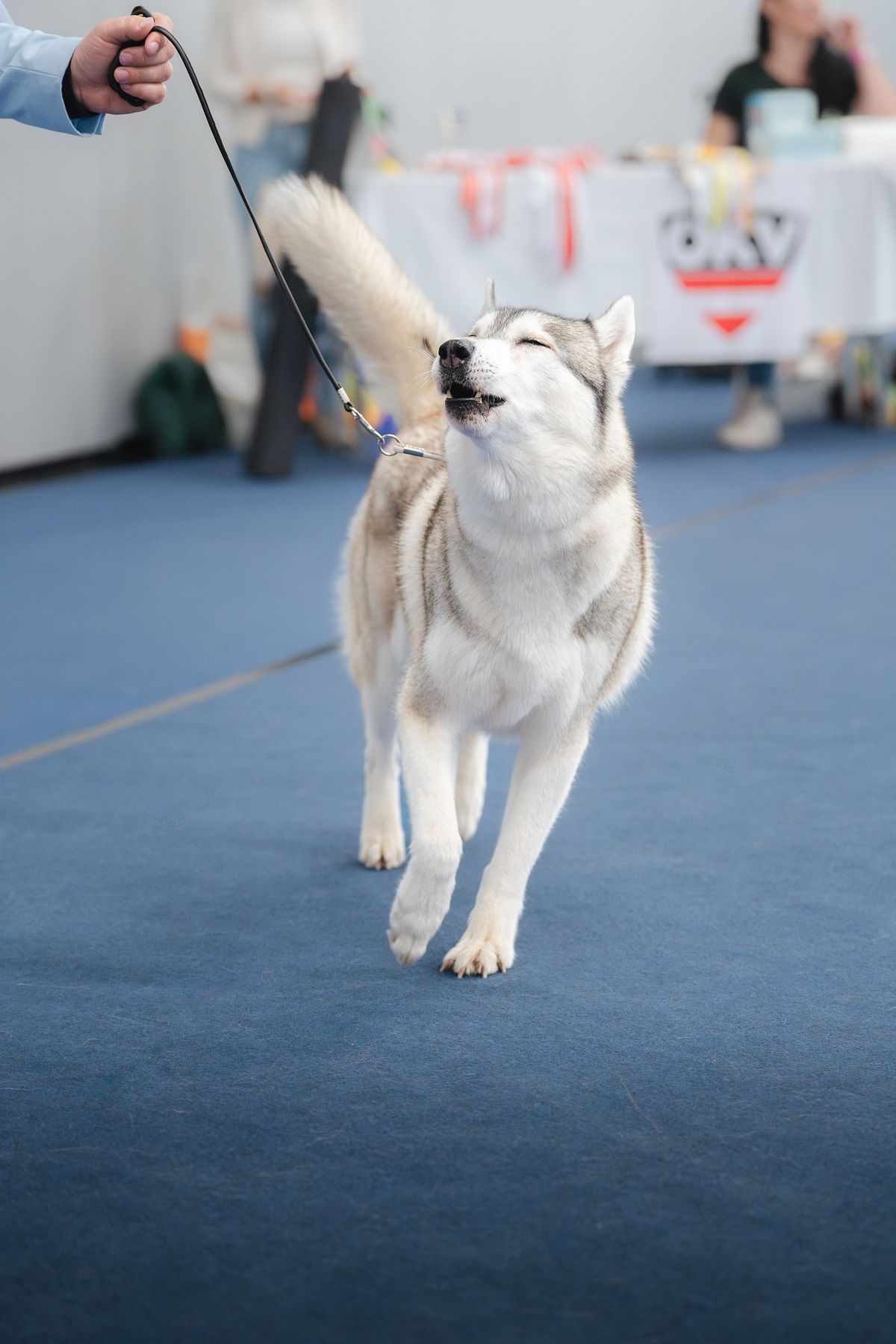 Siberian Husky läuft mit erhobener Rute durch den Ausstellungsring