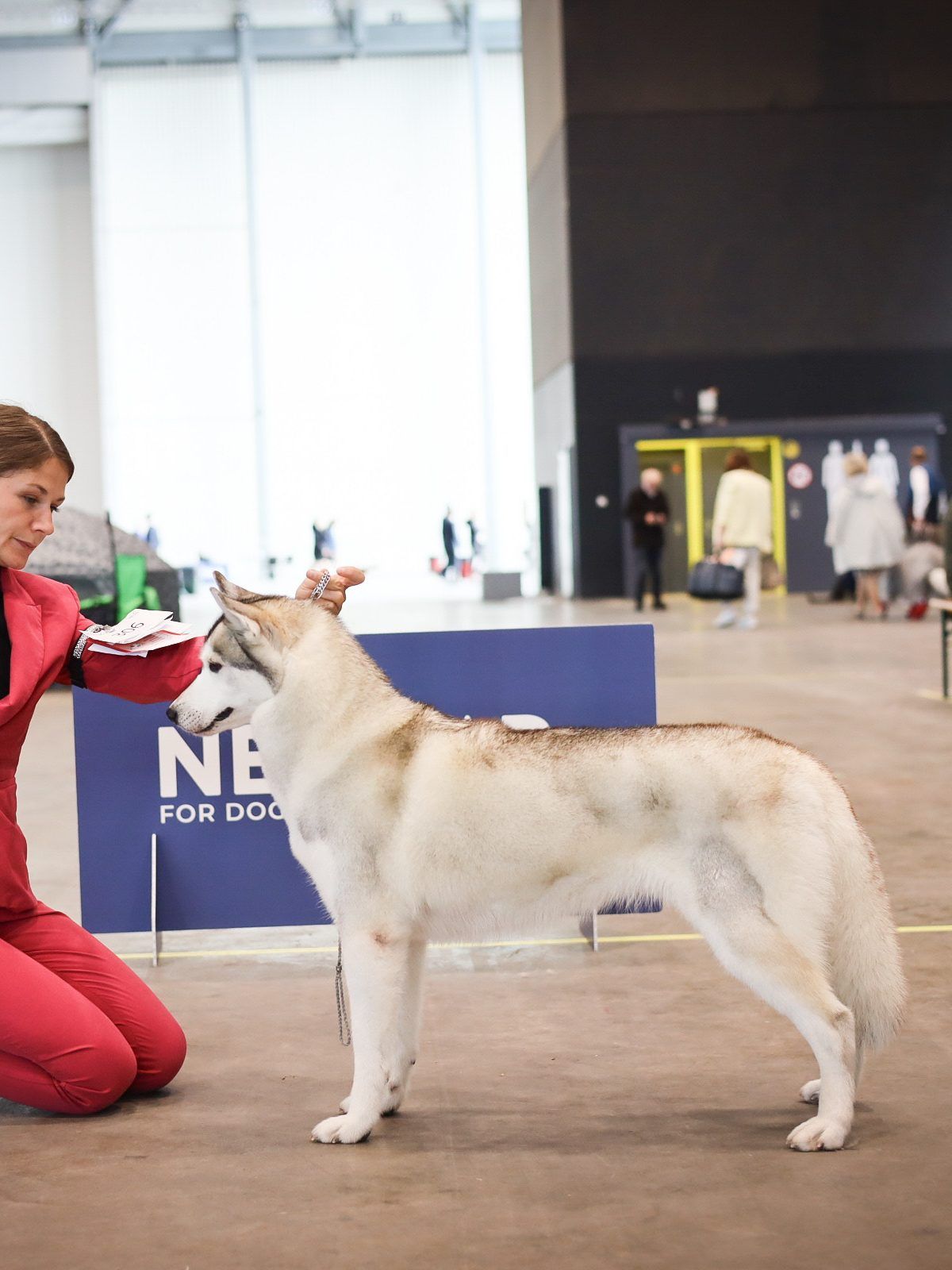 Siberian Husky wird in einer Messehalle von der Hundeführerin im Stand aufgebaut