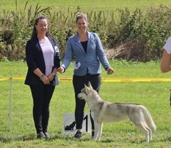 Siberian Husky mit Platz 1 an einer Ausstellung auf der Wiese
