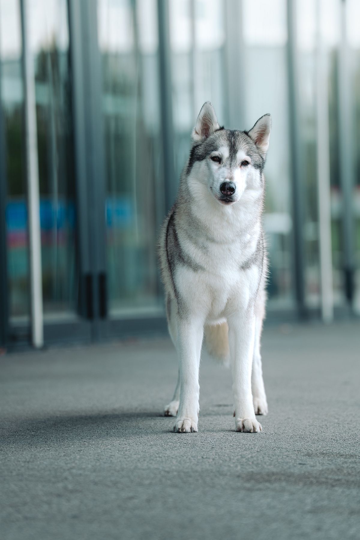 Siberian Husky steht frontal vor einer Glasfassade