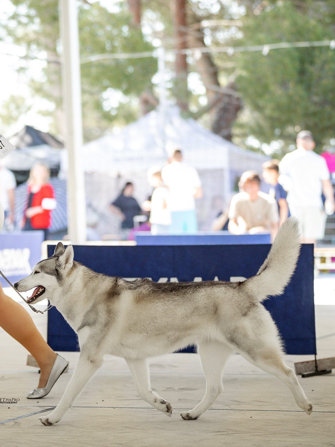 Siberian Husky trabt an einer Ausstellung im Freien an lockerer Leine