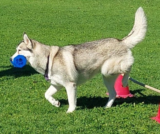 Siberian Husky trägt einen blauen Ball über die Wiese, dahinter ein Cavaletti