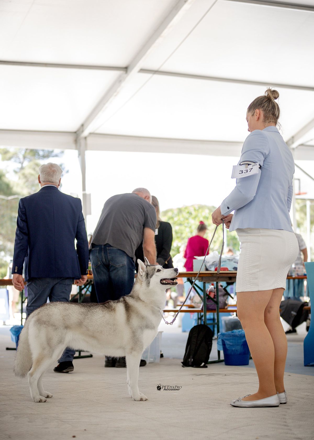 Siberian Husky wartet mit der Hundeführerin unter dem Ausstellungszelt