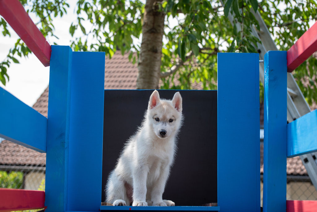 Violets Wesen: Weisser Siberian-Husky-Welpe sitzt aufrecht in einem blauen Spielgerüst