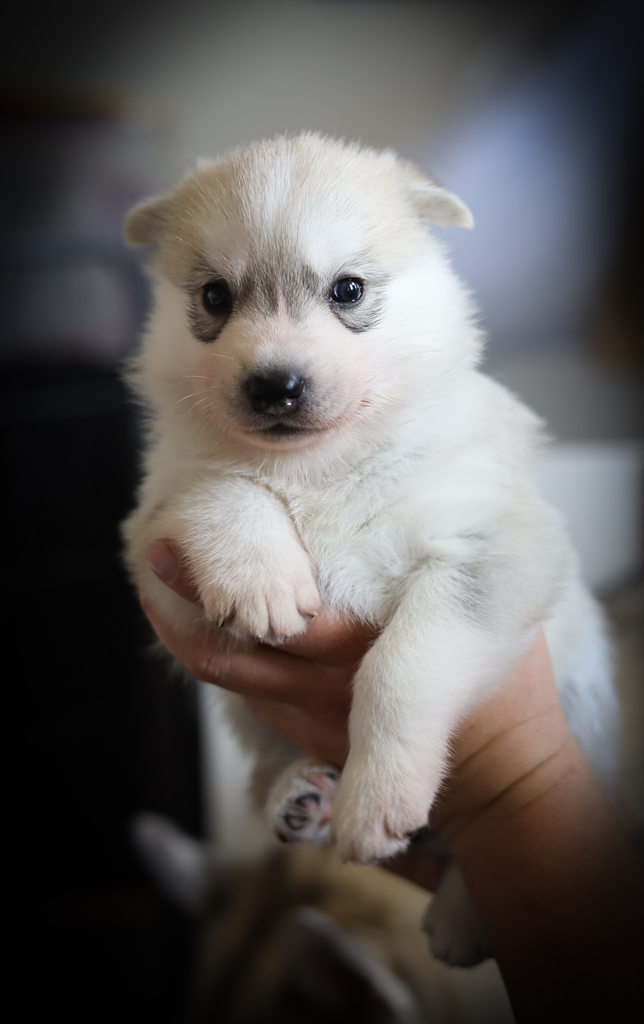 Weisser Siberian-Husky-Welpe mit dunkler Gesichtsmaske wird von einer Hand gehalten