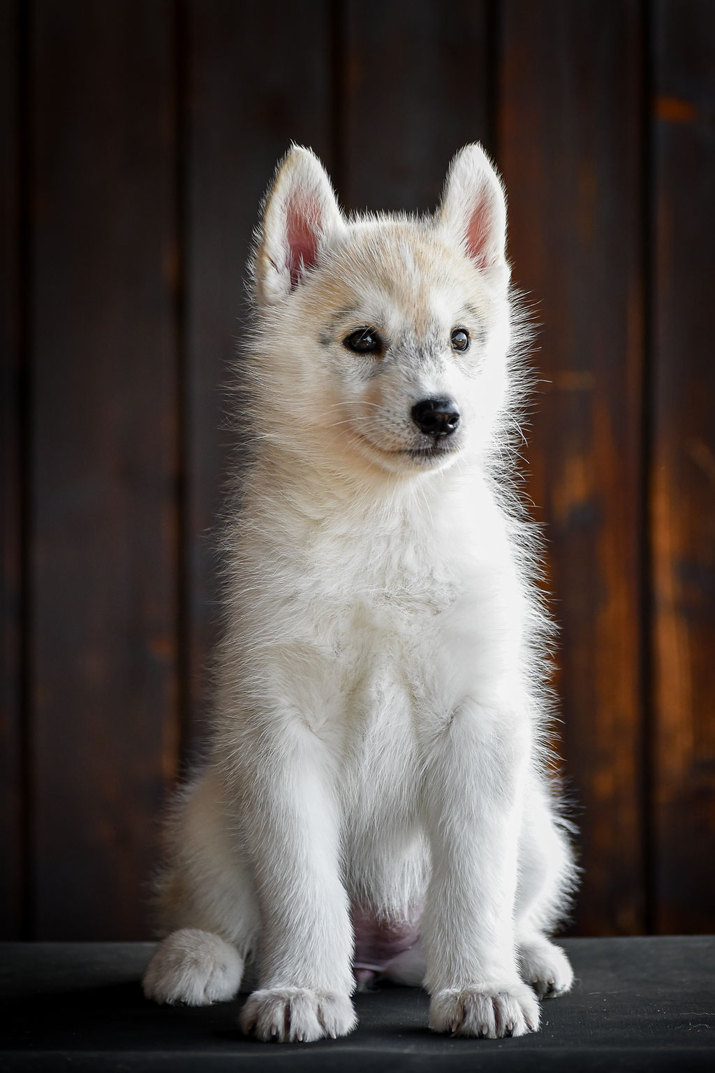 Weisser Siberian-Husky-Welpe sitzt aufrecht vor einer dunklen Holzwand