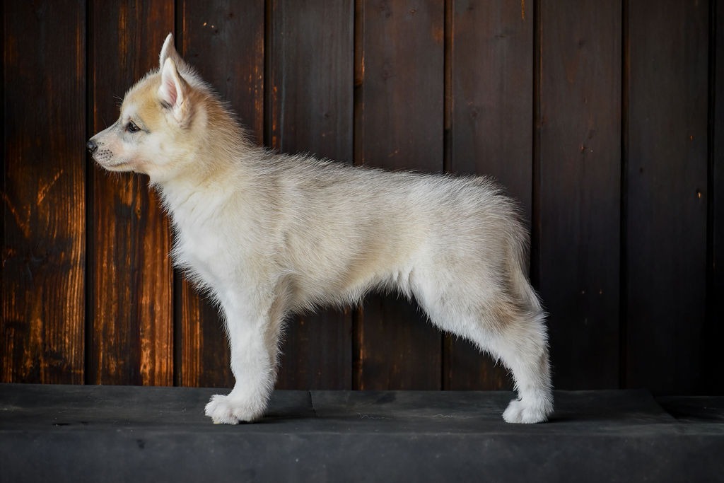 Weisser Siberian-Husky-Welpe steht im Profil vor einer dunklen Holzwand