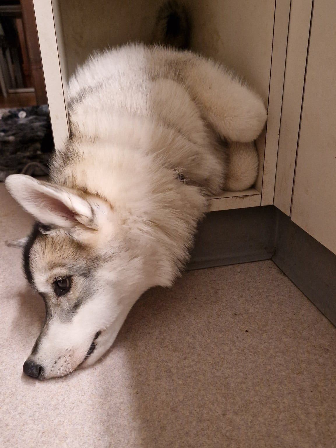 Junge Siberian-Husky-Hündin liegt ausgestreckt auf dem Boden, den Kopf abgelegt