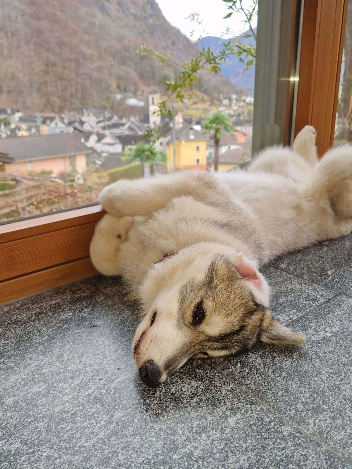 Junge Siberian-Husky-Hündin liegt ausgestreckt an einer Fensterfront, dahinter ein Dorf und Berge