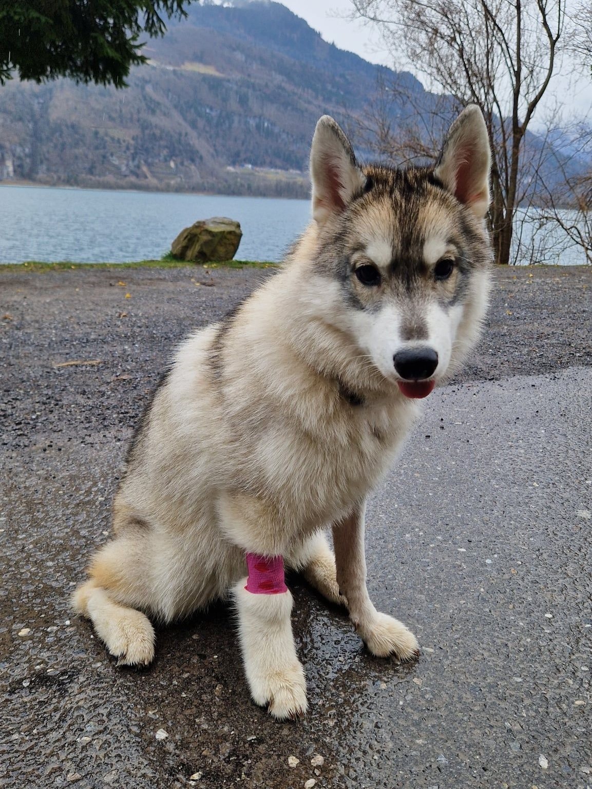 Junge Siberian-Husky-Hündin mit rosa Verband am Vorderlauf sitzt auf einem Weg am See